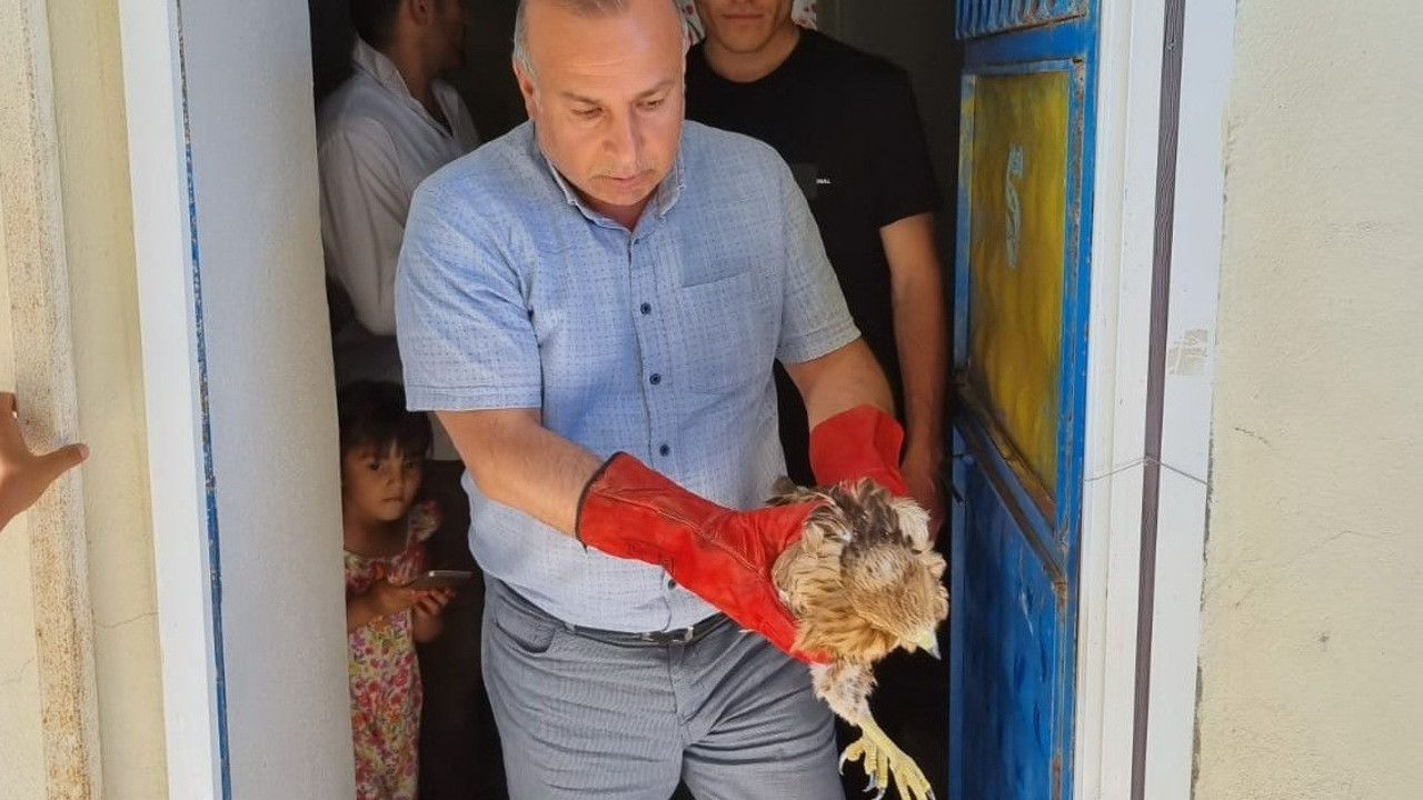 Yavru şahin ve yaralı leylek tedavi altına alındı