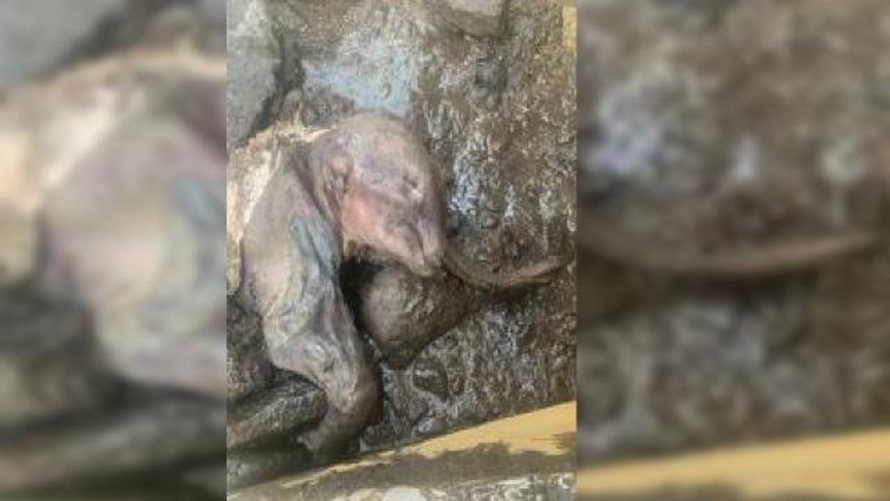 Altın madeninde 30 bin yıllık 'bozulmamış yavru mamut' bulundu