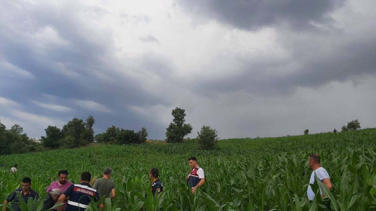 Manisa'da 1698 kök kenevir bitkisi ele geçirildi