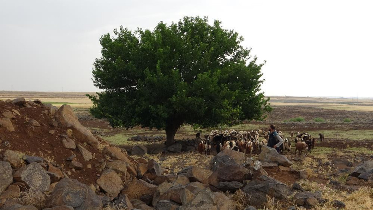 Yağmurdan kaçan 6 çobanın üstüne yıldırım düştü