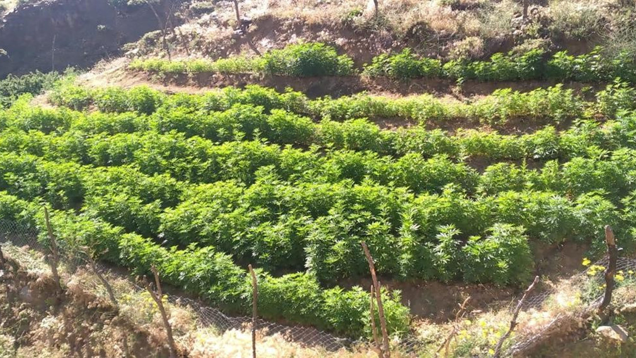 Bingöl’de 21 bin kök kenevir bitkisi ele geçirildi