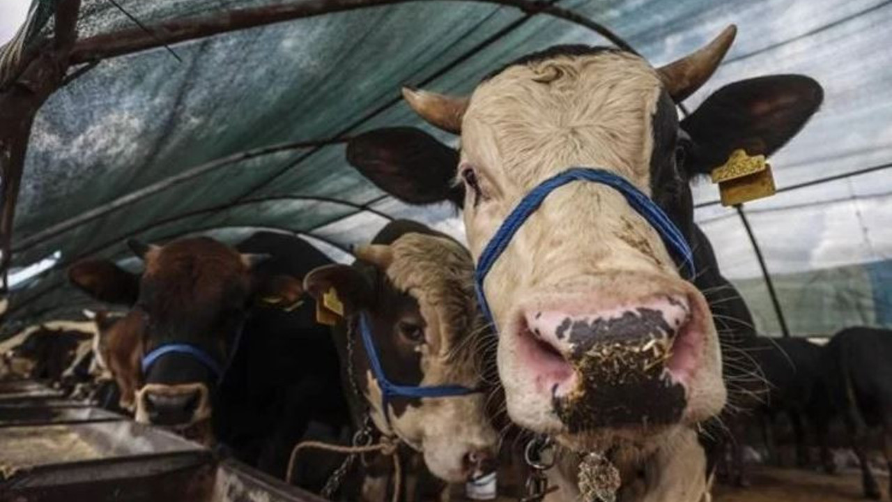 TESK Başkanı Palandöken’den kritik uyarı. Kurban alayım derken kurban olmayın