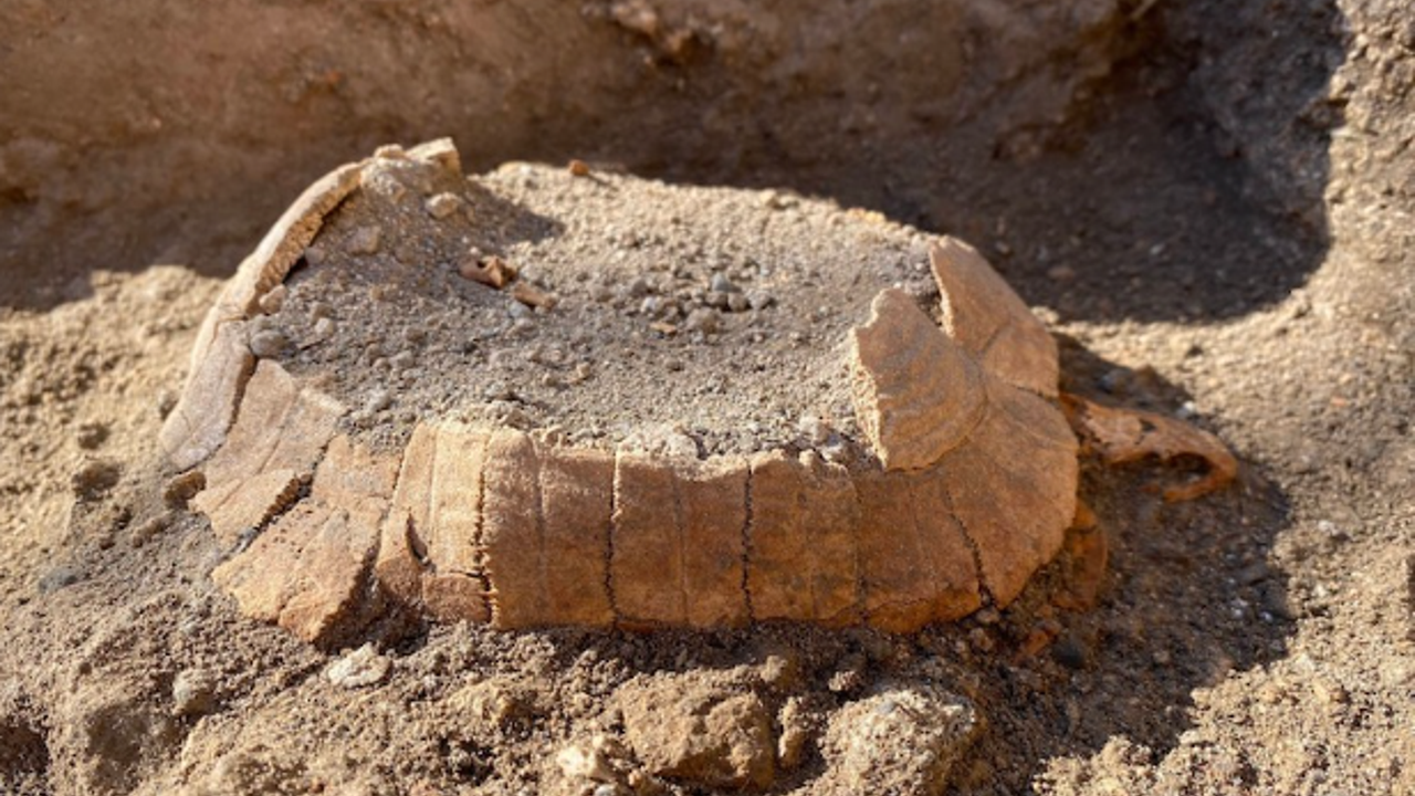 Kazılarında hamile kaplumbağa kalıntıları bulundu