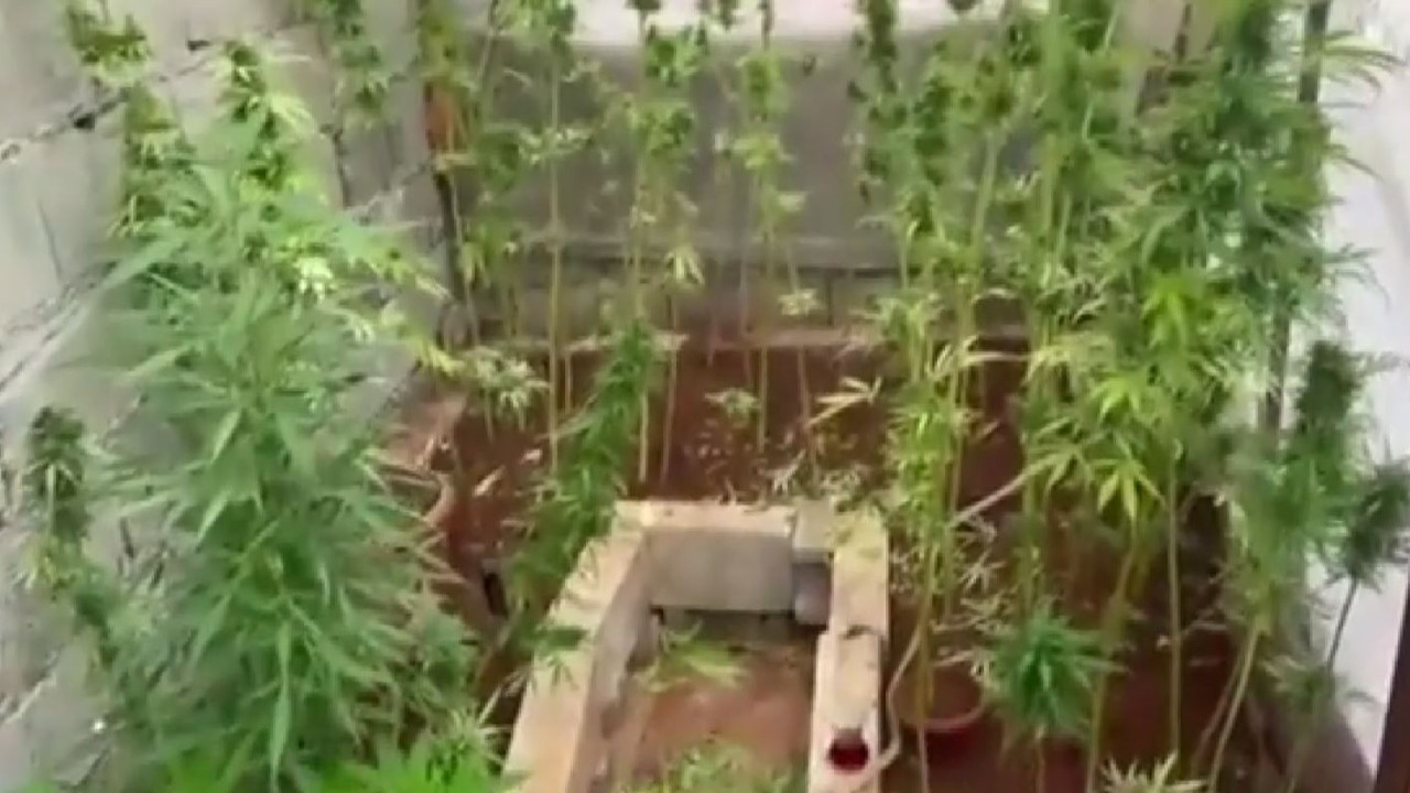 Gaziantep'te evinde kenevir yetiştiren 4 adrese baskın