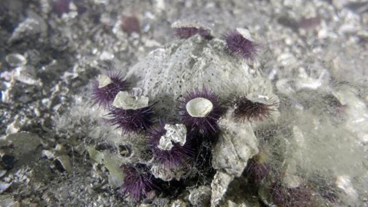 Kadın ve erkeklerde afrodizyak etkisi yapıyor. Marmara Denizi'nde kaçak toplayıp hapur hupur yiyorlar