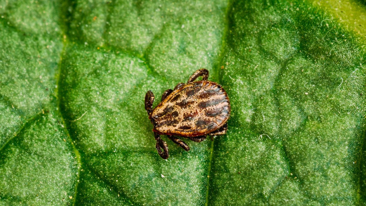 Kör eden de var felç eden de. İnsan vücudu için en tehlikeli 7 parazit