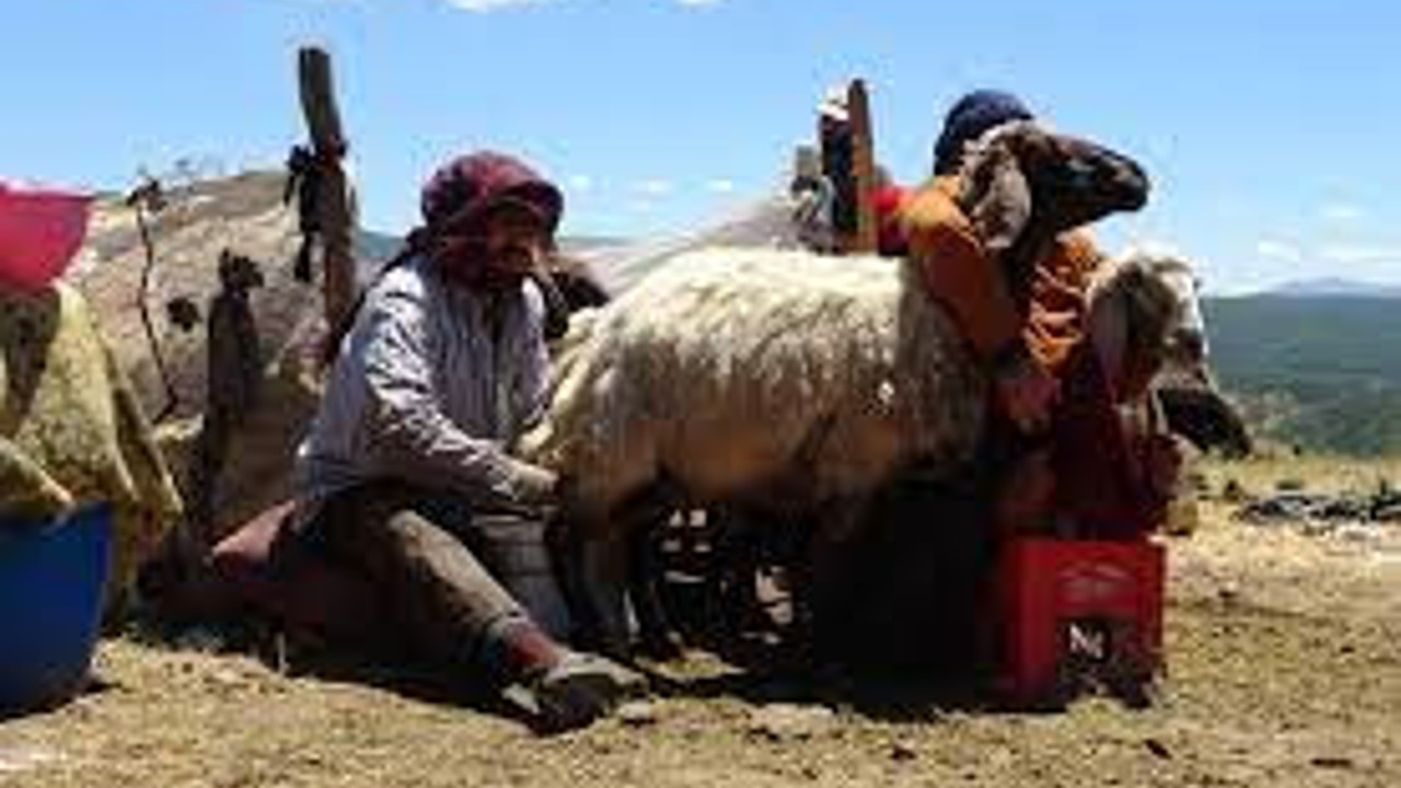 Muş'taki yaylalarda süt mesaisi sürüyor