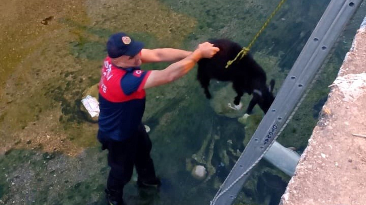 Dereye düşen keçi kurtarıldı