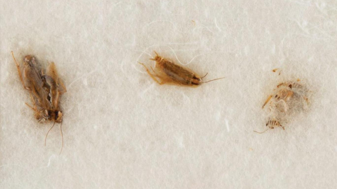 Ay toprağını ve hamamböceklerini geri istediler