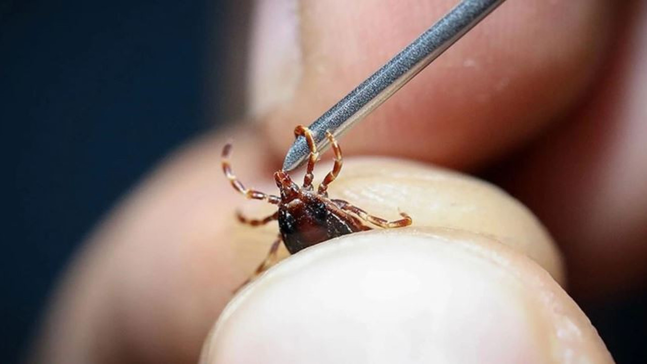 Kene kâbusu havaların ısınmasıyla birlikte hortladı. O ilimizde 9 kişi tedaviye alındı