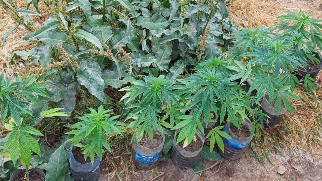 Sivas’ta 17 kök Hint keneviri bitkisi ele geçirildi