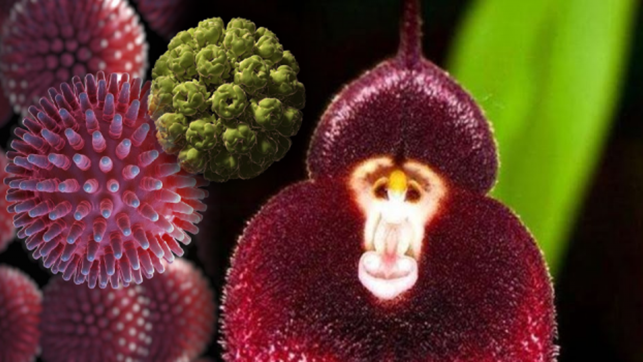 Uzmanı maymun çiçeği hakkında bilinmesi gerekenleri açıkladı