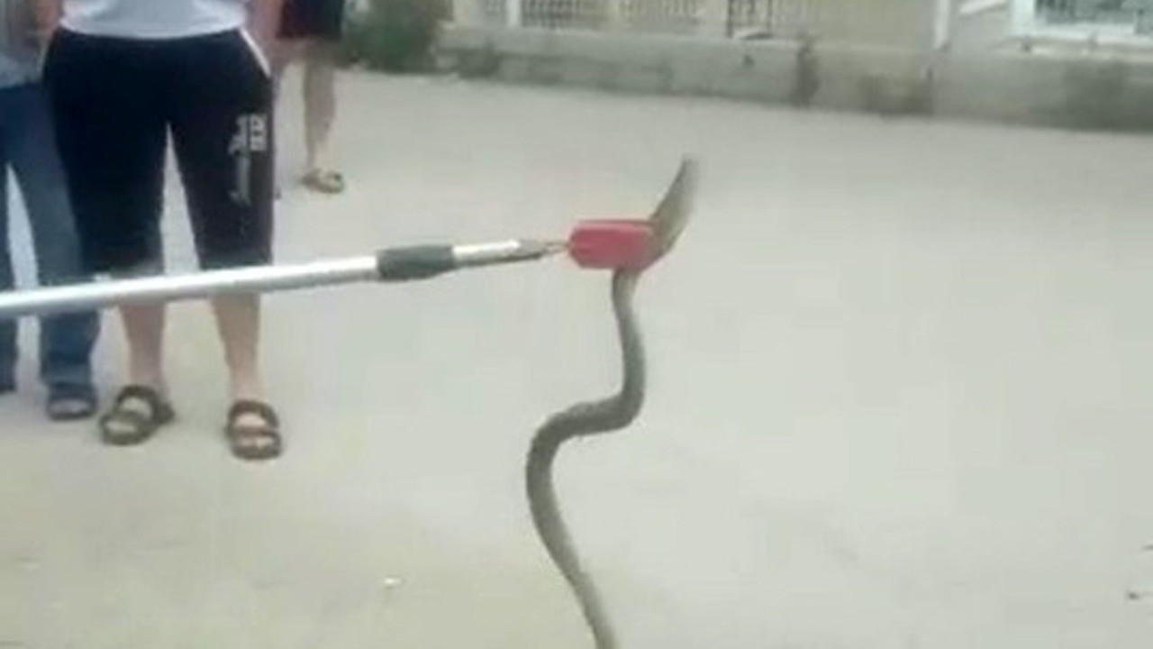 Otomobilin altına giren yılan paniği