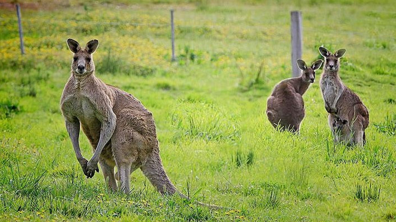 42 bin yıl önce yaşamış yeni bir cins keşfedildi
