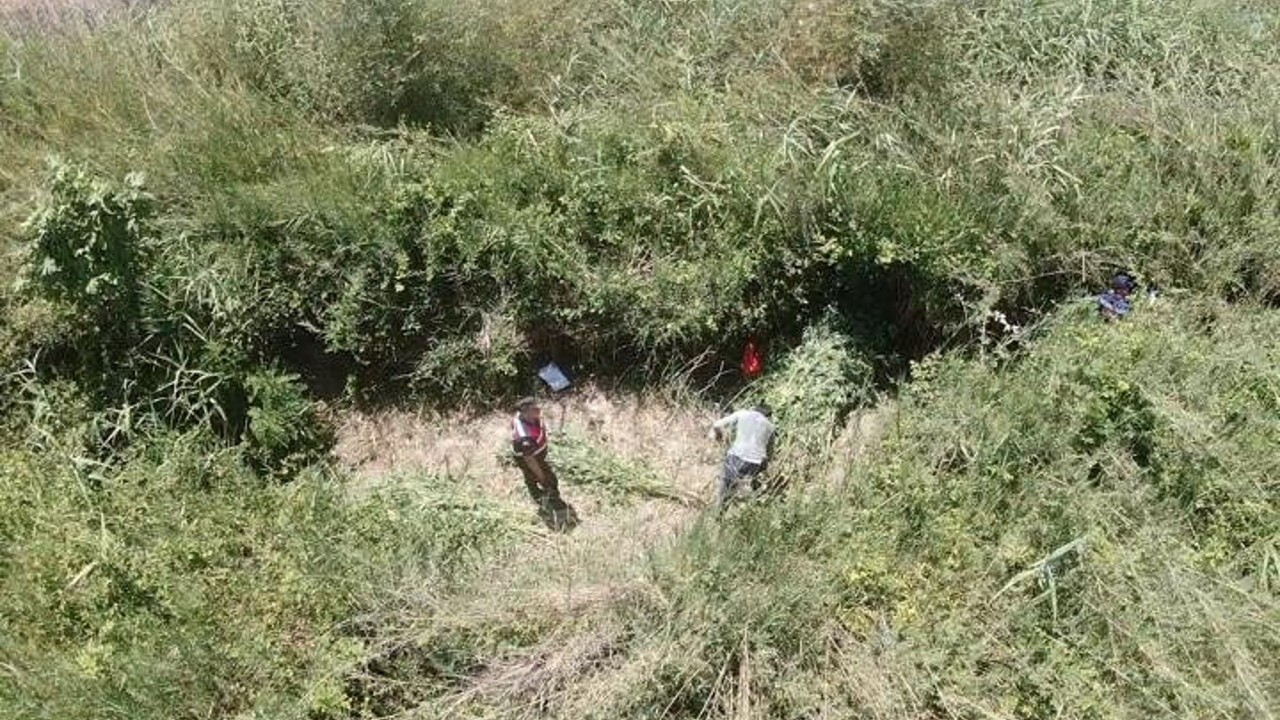 Sazlıklar arasına gizlenmiş 543 kök kenevir ele geçirildi