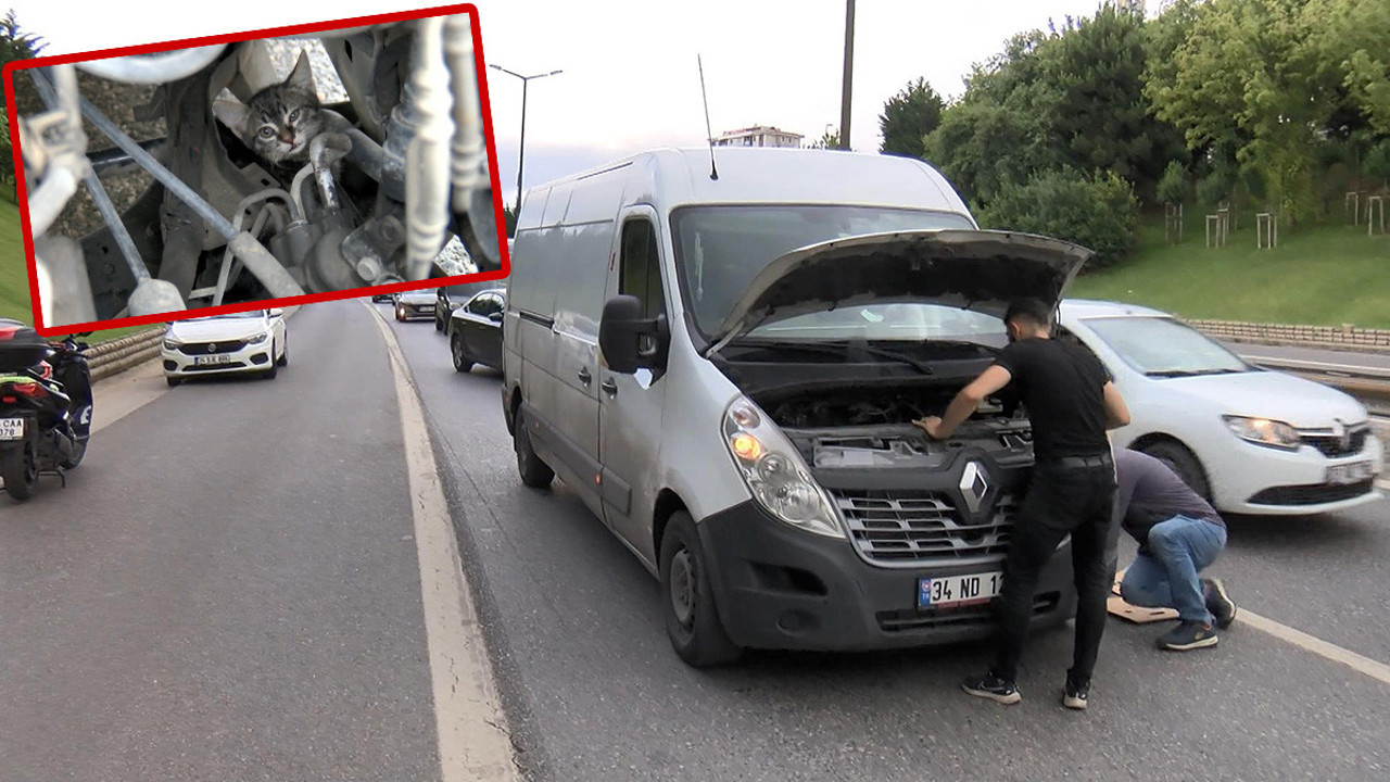 TEM'de kedi kurtarma seferberliği