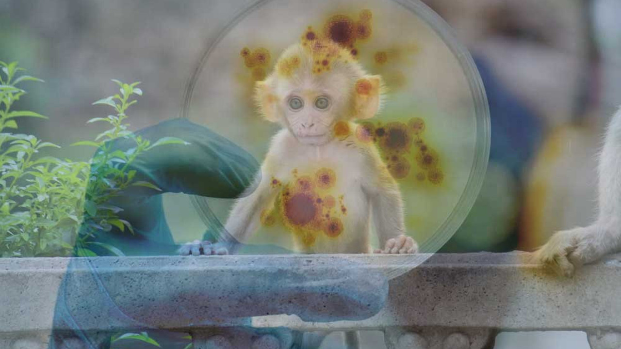 Dünya Sağlık Örgütü'nden (DSÖ) korkutan maymun virüsü açıklaması