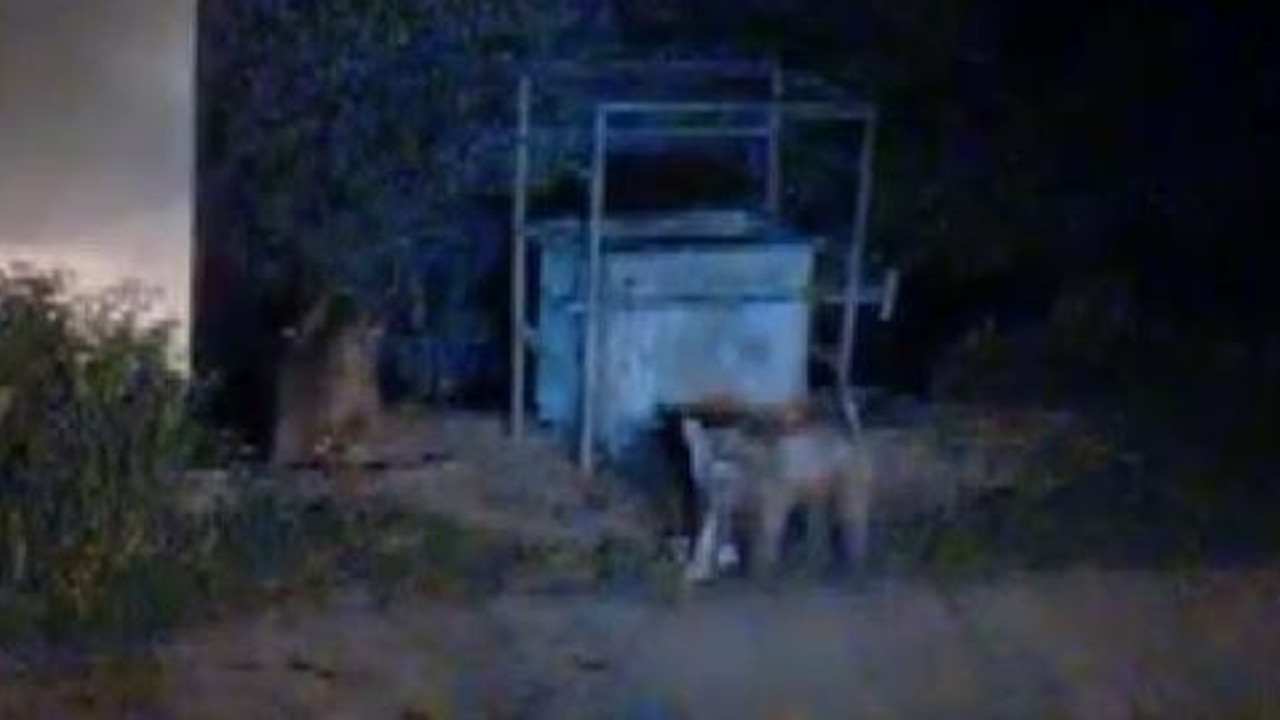 Aç kalan ayılar mezbahane önünde ziyafet çekti