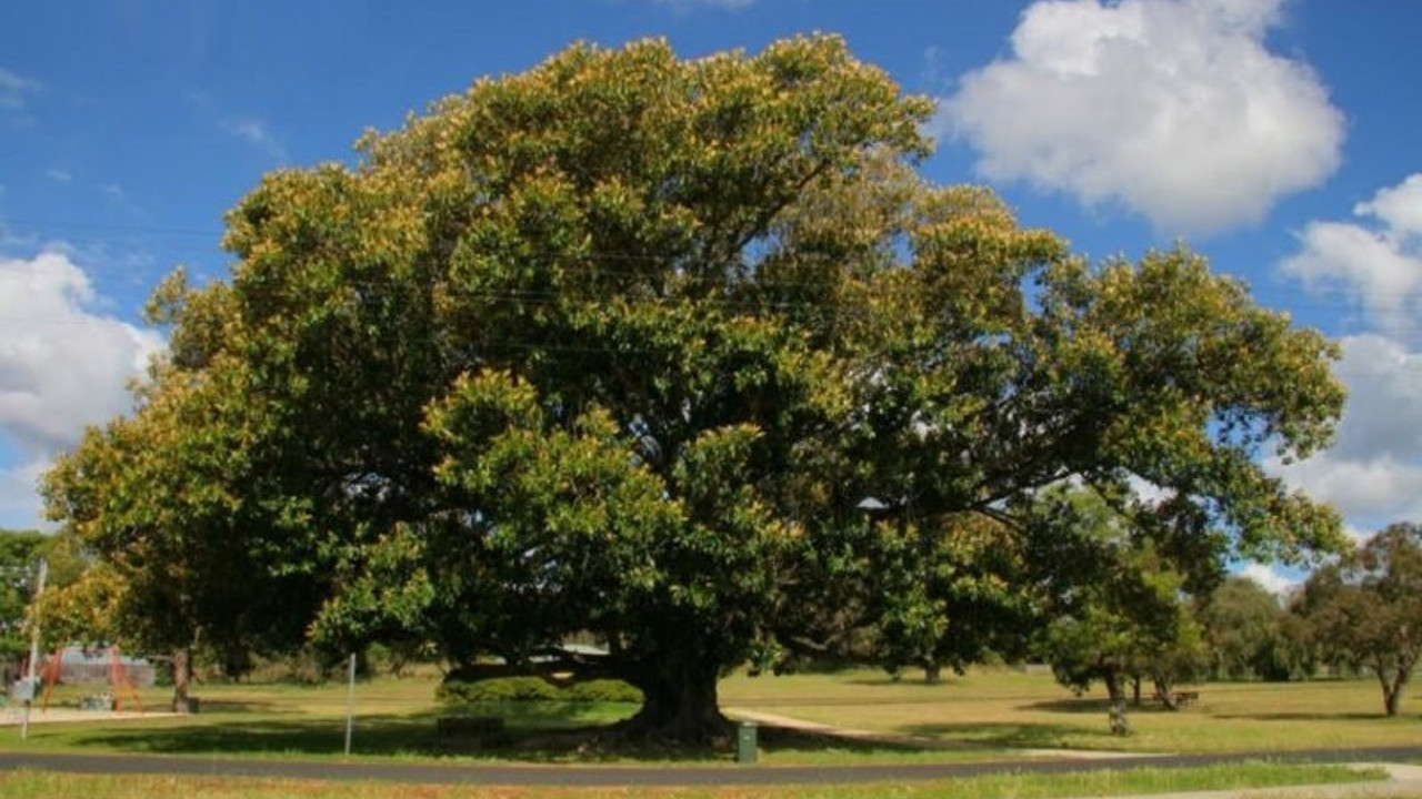 Yetkili isim uyardı. İncir ağaçlarındaki büyük tehlike