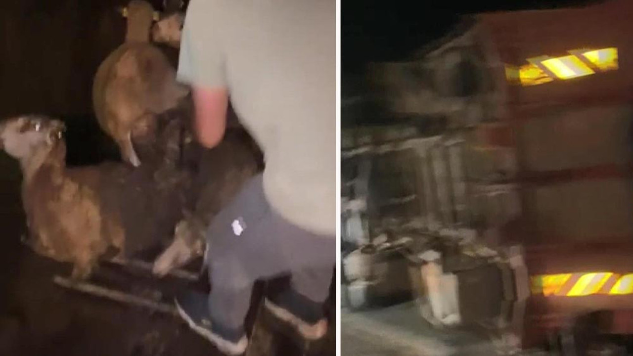 Kurbanlıkların bulunduğu kamyonet devrildi