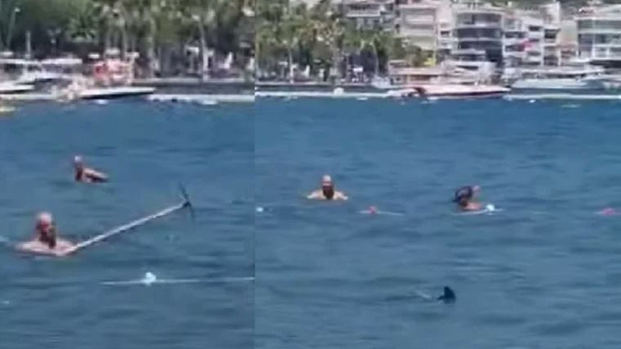 Marmaris Belediyesi vatandaşların arasında olan balığın köpek balığı olmadığını iddia etti ama kimse inanmadı. Belediye komik duruma düştü. Zargananın böyle yüzgeci olur mu