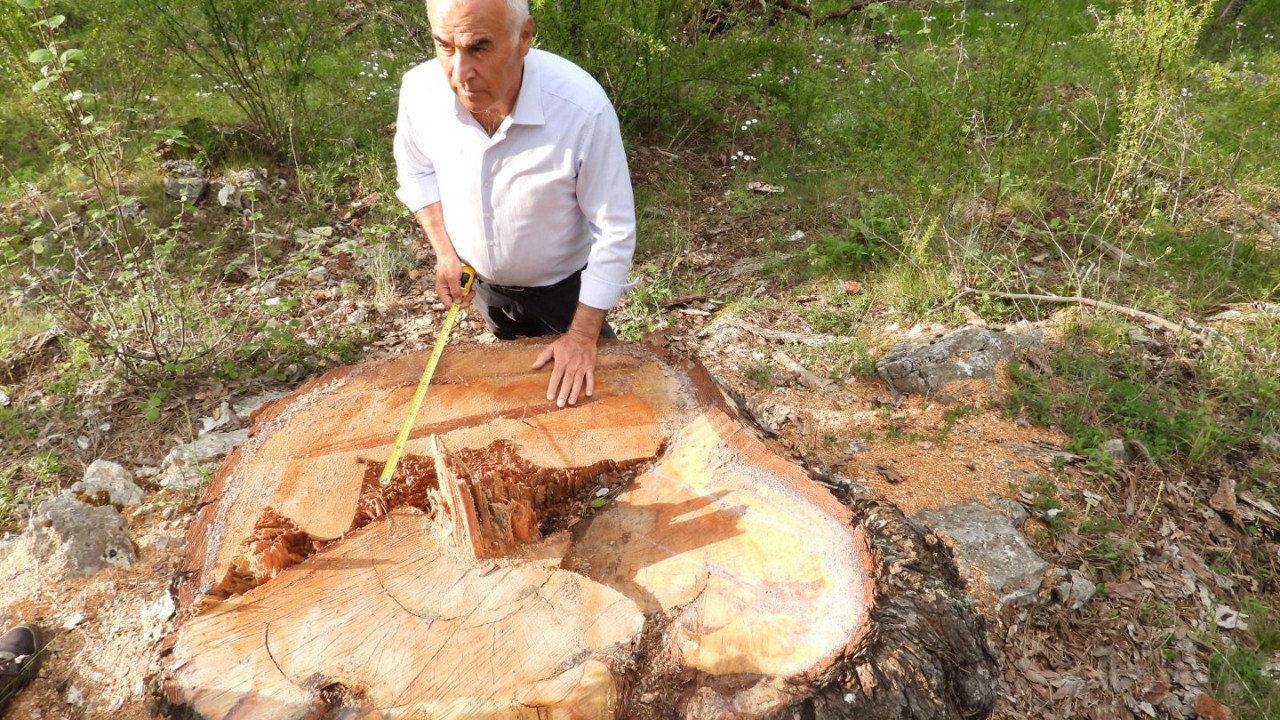 AKP’li vekil, anıt ağaç katliamına tepki gösterdi: 500 ila 1200 yaşlarındaydılar!