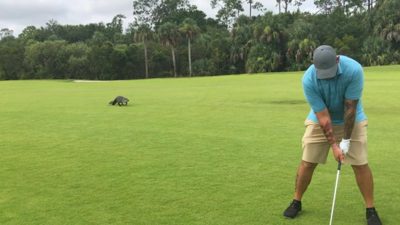 Dev timsah golfçüyü gözüne kestirdi. Nefes kesen anlar