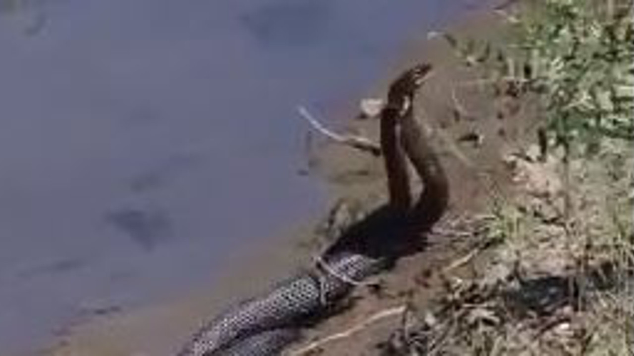 1,5 metrelik yılanların dansı