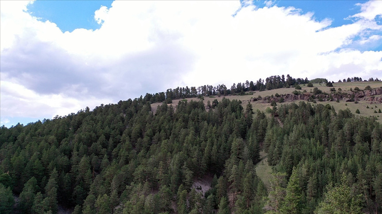 Eskişehir'de ormanlık alanlara giriş yasaklandı