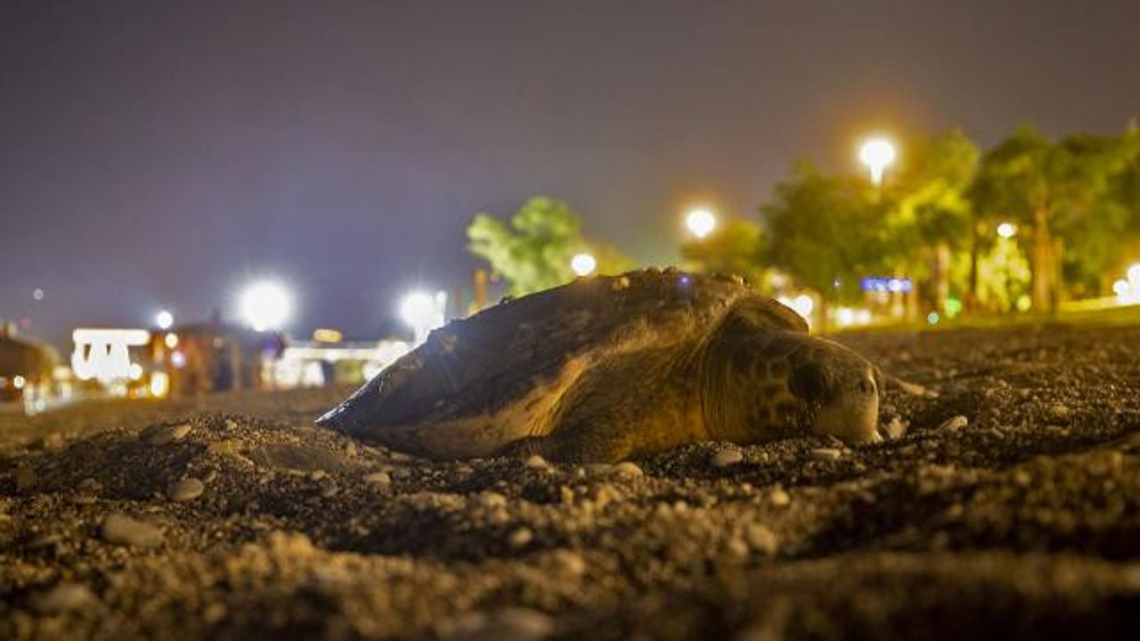Kıyıya çıkan caretta caretta için sahil boşaltıldı