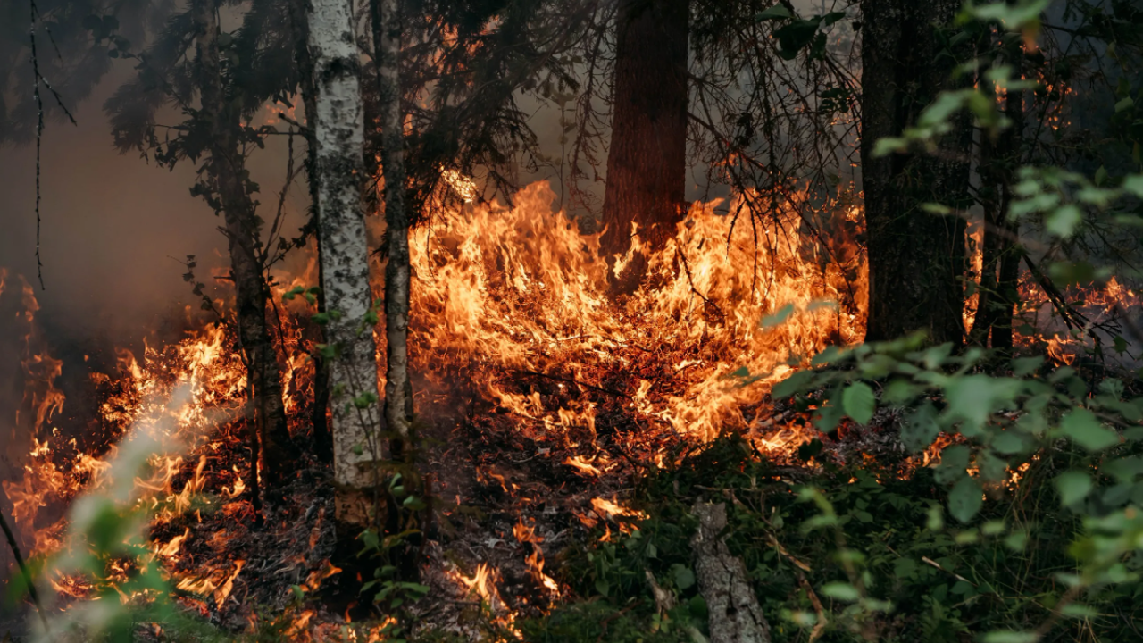 Ormanları koruma bahanesiyle Orman Bakanlığı'ndan fırsat fırsattır talimatı: Bakın ne yapılacak