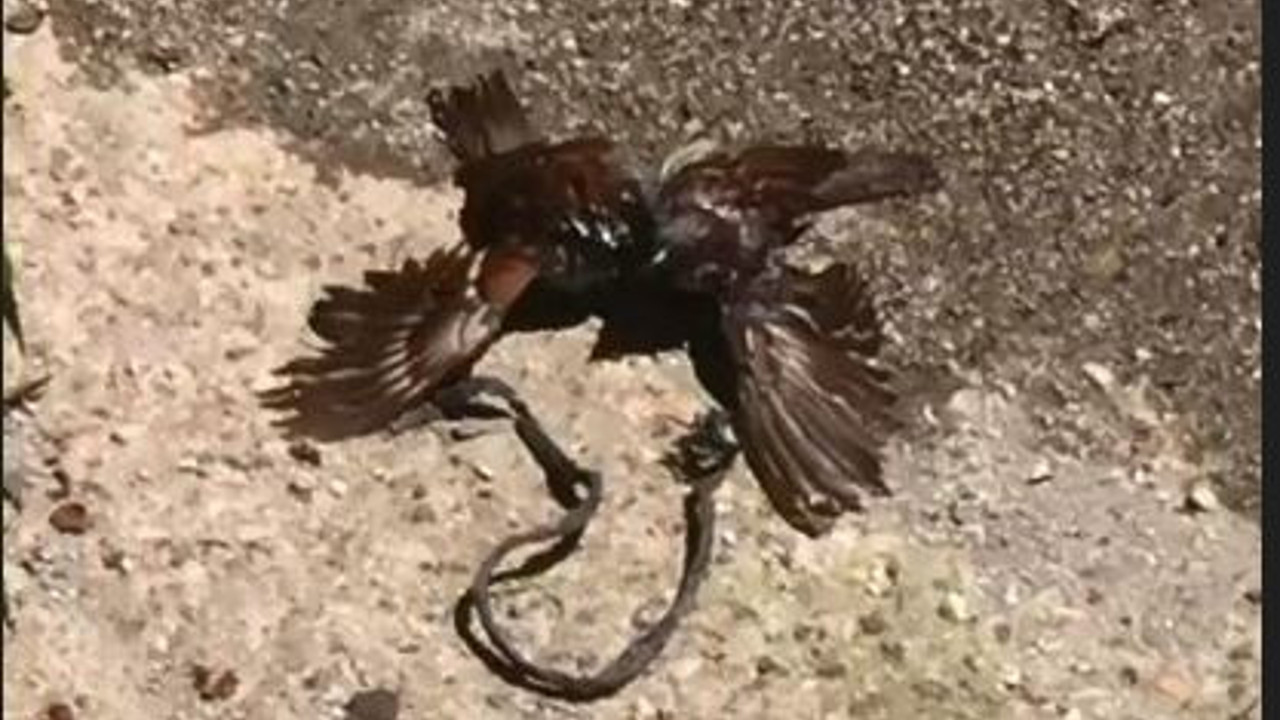 Çatıdan düşen serçenin yardımına serçe koştu