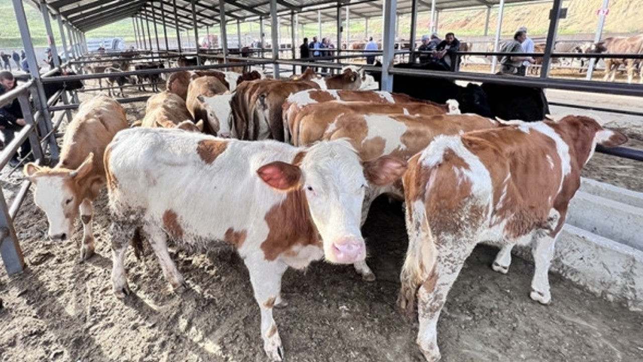 Kurban kesiminde bunlara dikkat