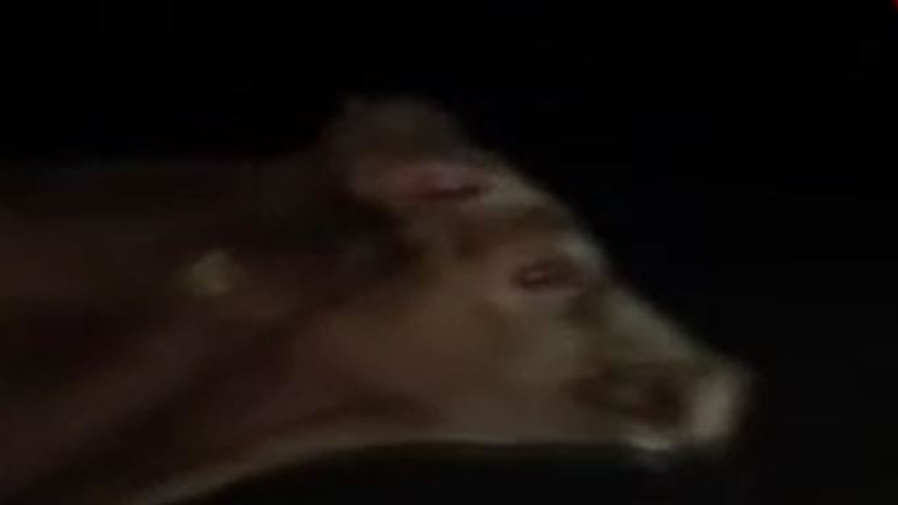 Kaçan ineğin boynuzu araca saplandı