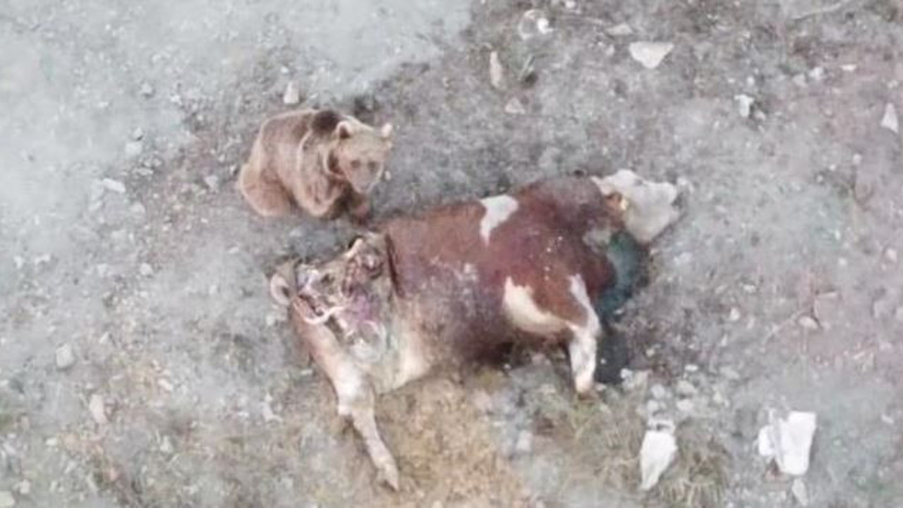 Tosunu yiyen ayıyı kilometrelerce kovaladı. Ayı neden kaçtığını anlayamadı