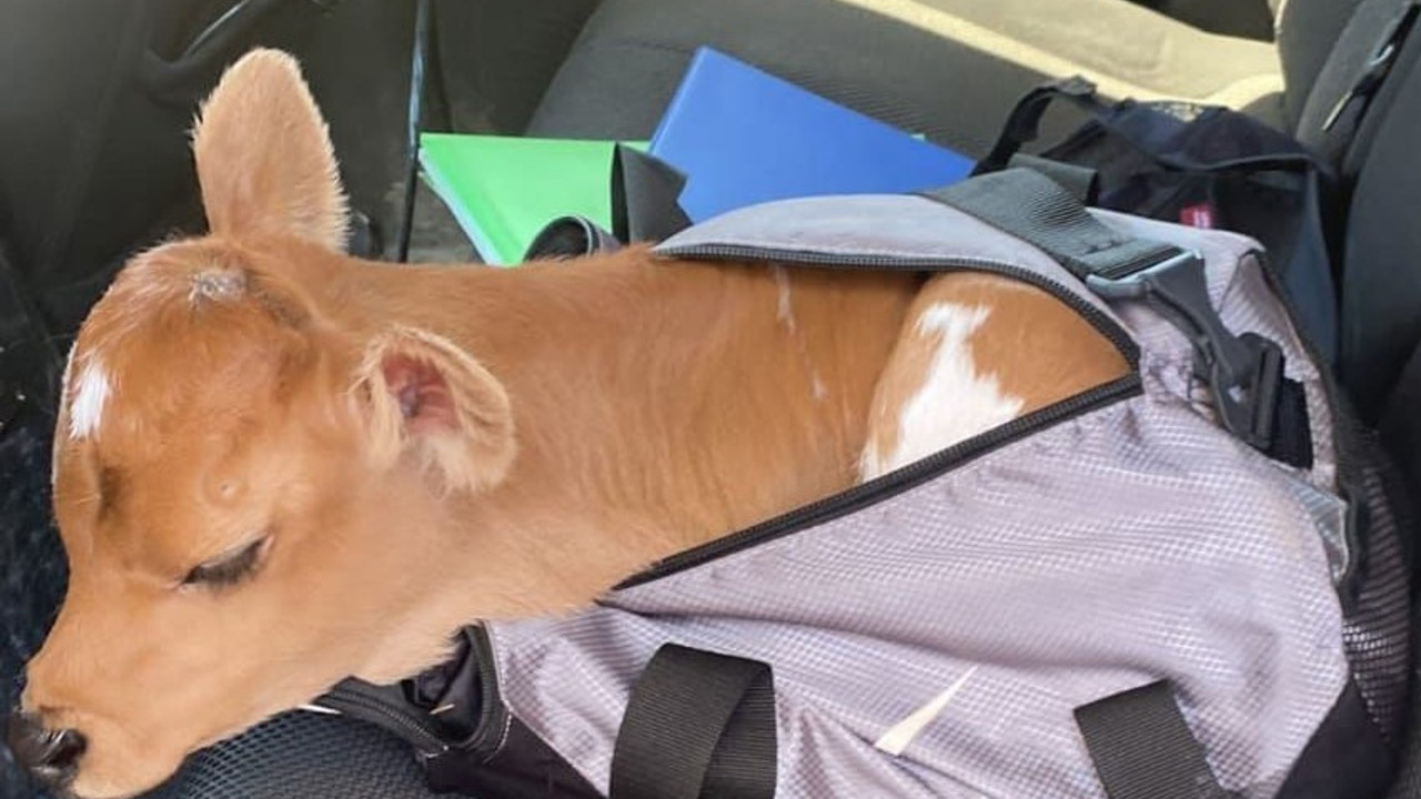 Çantadan buzağı çıktı