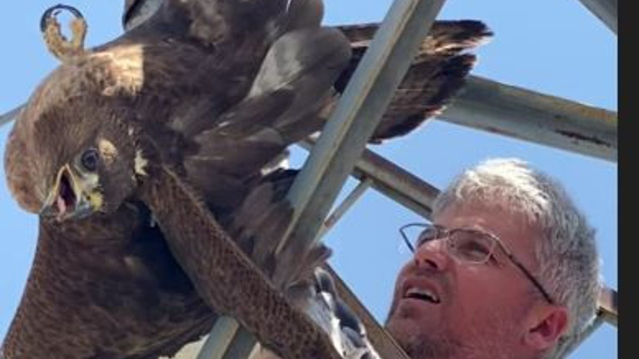 Kızıl şahin direğe takıldı