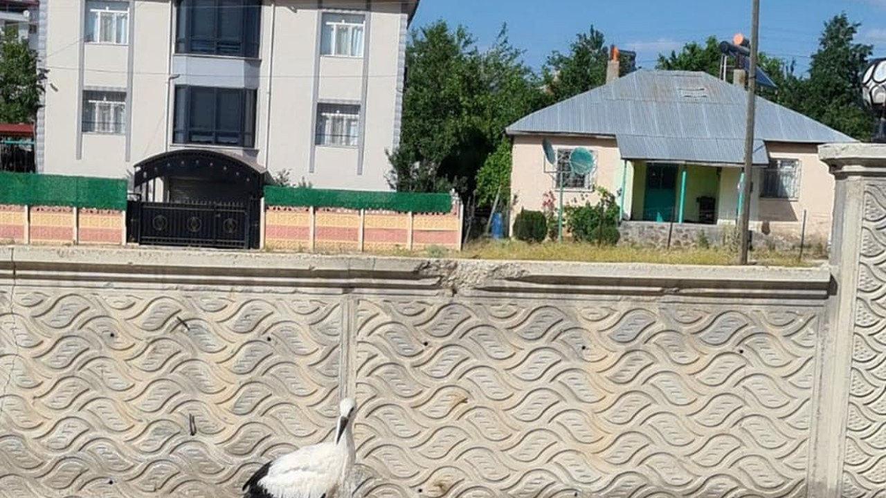 Yaralı olarak bulunan leylek, tedavi altına alındı
