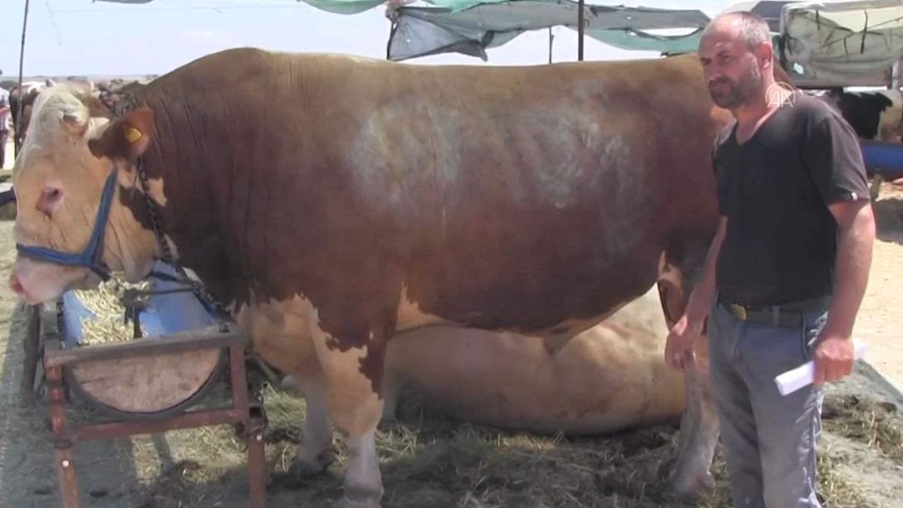 1 tonluk boğaya 75 bin lira fiyat