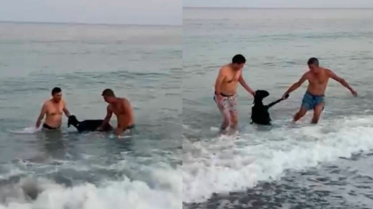 Kurbanlık keçi denize atladı, yüzerek kaçmaya çalıştı