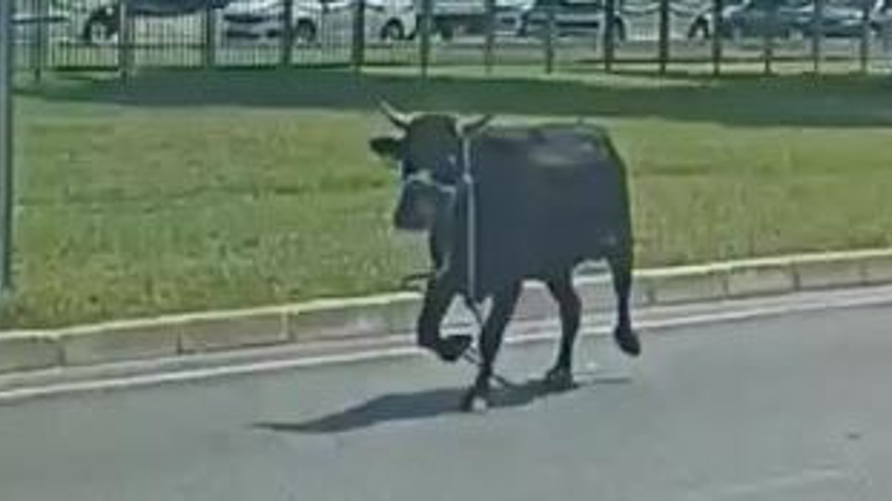 Antalya'da boğa firar etti