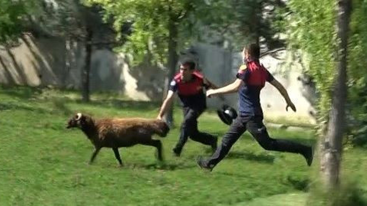 Bir kaçış hikayesi. Yakalanamayan kurbanlık koç izini kaybettirdi