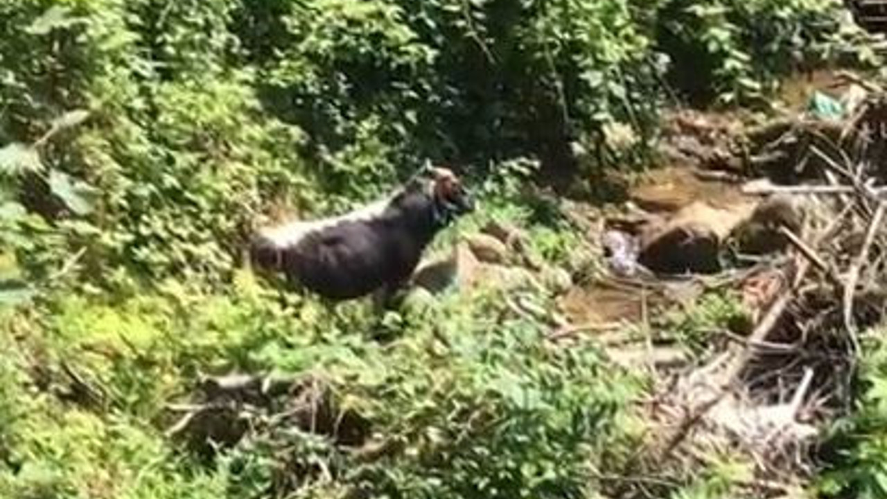 Rize’de kaçan boğa sahibini hastanelik etti