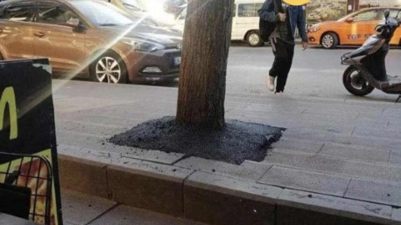 Dibine asfalt döküldü. Ağacın nefesi kesildi
