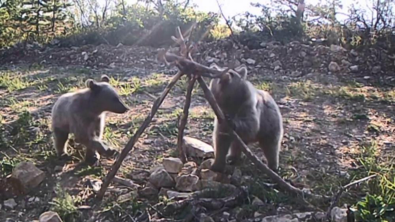 Yavru ayılar fotokapanda