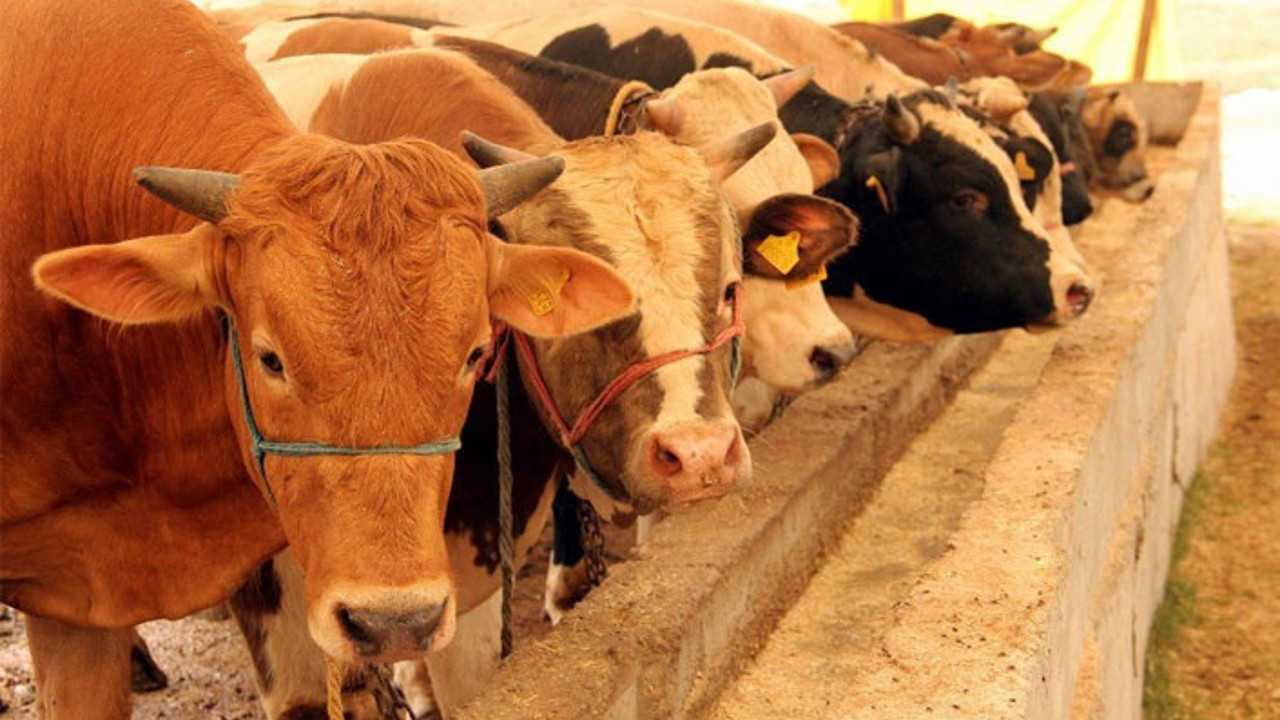 Et ve Süt Kurumu'ndan flaş karar elde kalan kurbanlıkları satın alacak