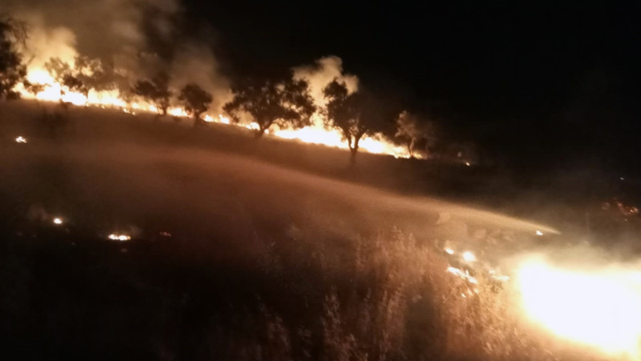 Sigara izmariti zeytinlik alanı yaktı