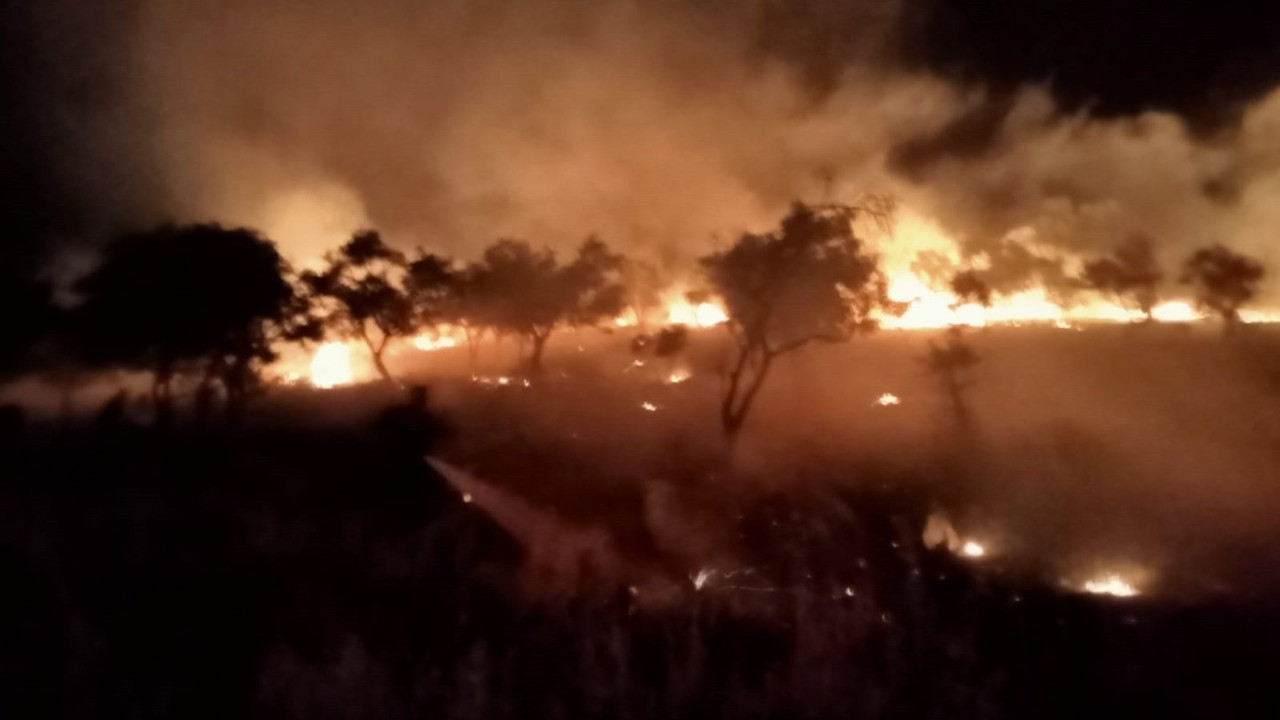 Sigara izmariti zeytinlik alanı yaktı