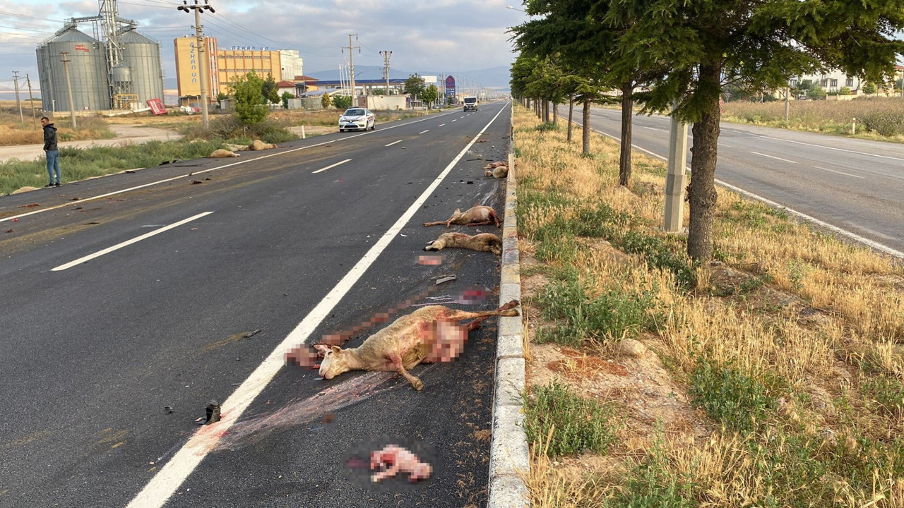 Otomobil koyun sürüsüne daldı. Hamile koyunun karnındaki kuzu yola fırladı