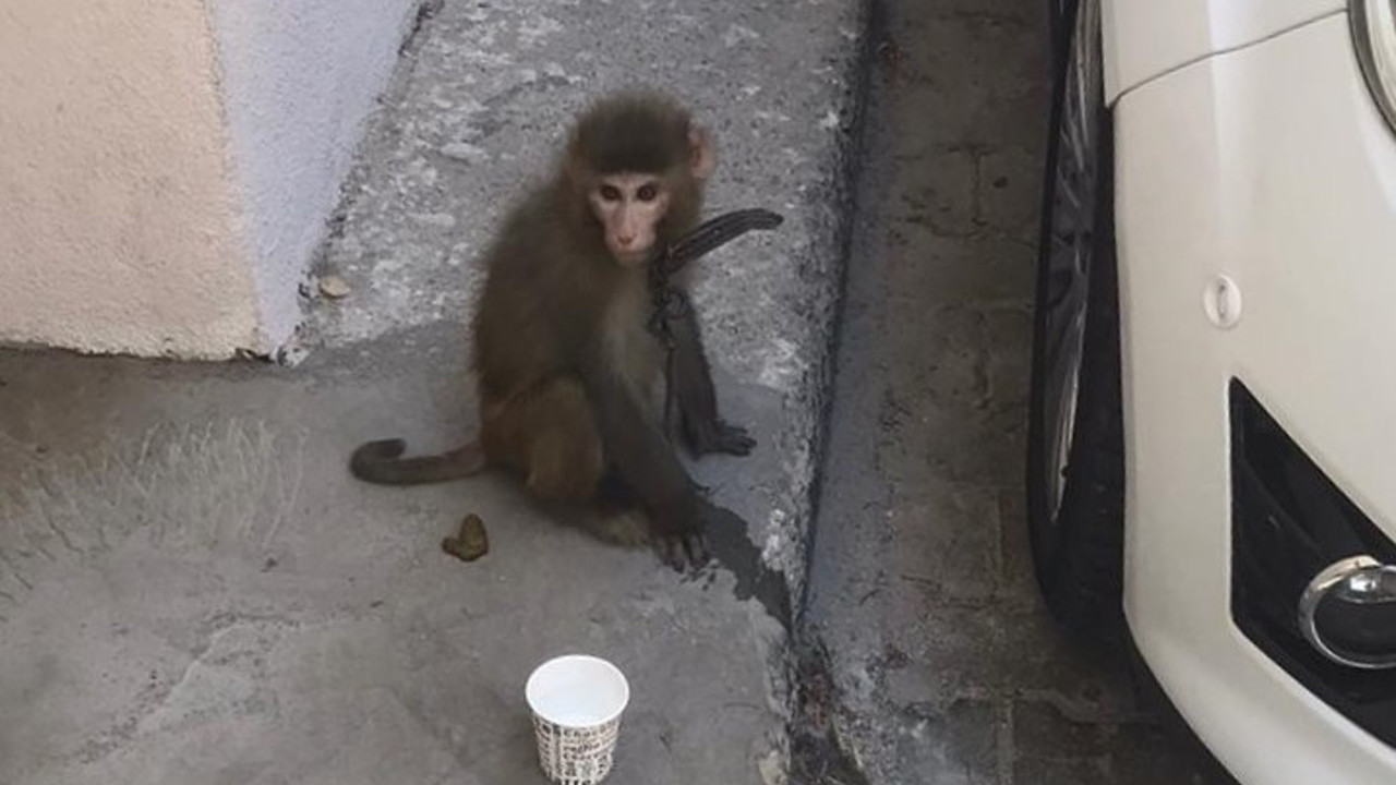 İzmir'de sokakta dolaşan bir maymun bulundu